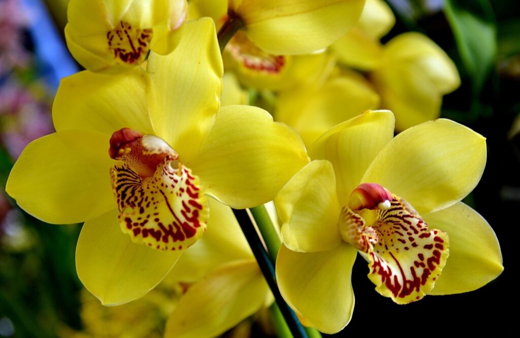 Vibrant Yellow Orchids with Red Patterns on Lush Green Background Wallpaper