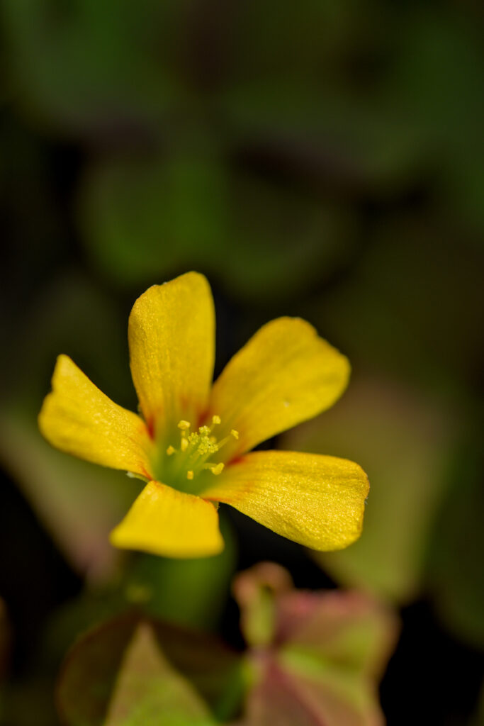 Vibrant Yellow Oxalis Flower Close-Up with Soft Blurred Background Wallpaper