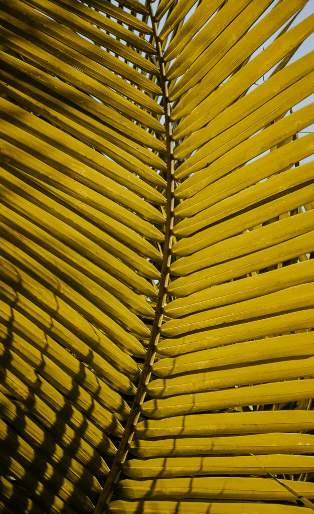 Vibrant Yellow Palm Leaf Wallpaper: Intricate Textures & Natural Calm