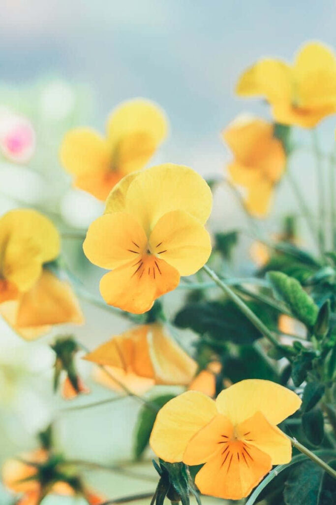 Vibrant Yellow Pansy Wallpaper with Softly Blurred Background