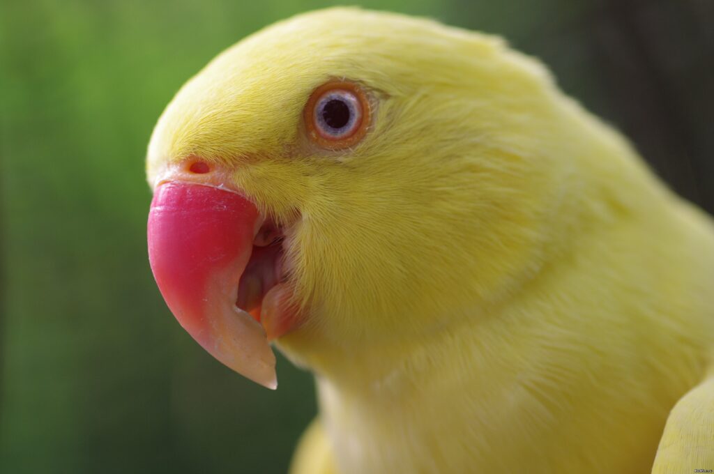 Vibrant Yellow Parrot Close-Up with Red Beak and Soft Background Wallpaper