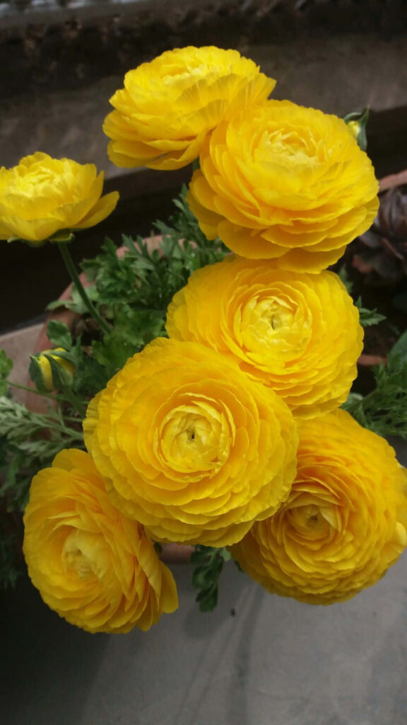Vibrant Yellow Persian Buttercup Wallpaper - Cheerful Floral Background