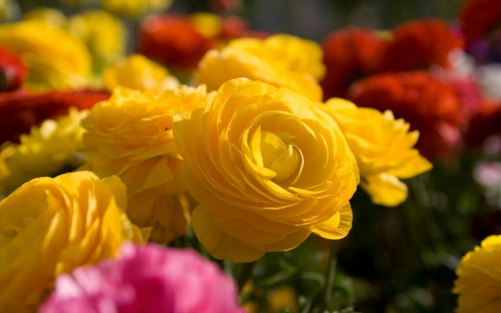 Vibrant Yellow & Pink Flower Wallpaper for Lively Garden Background