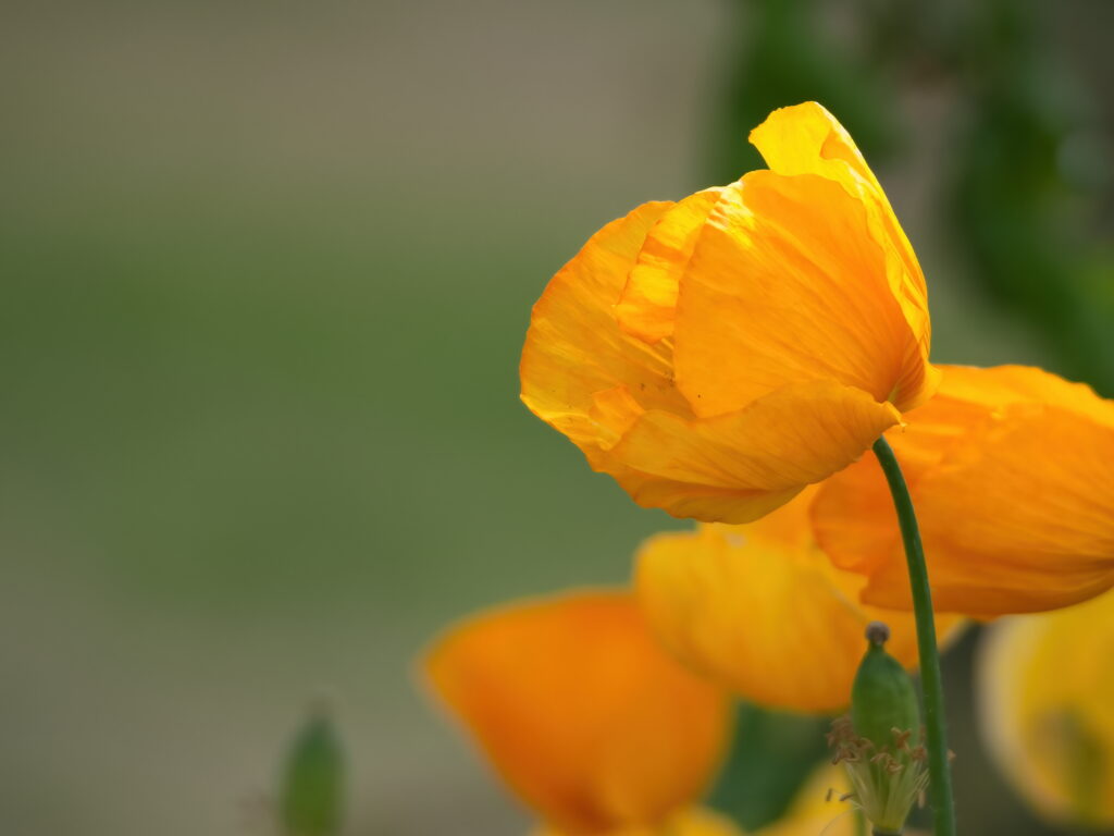 Vibrant Yellow Poppy in Bloom - Close-Up Wallpaper Background