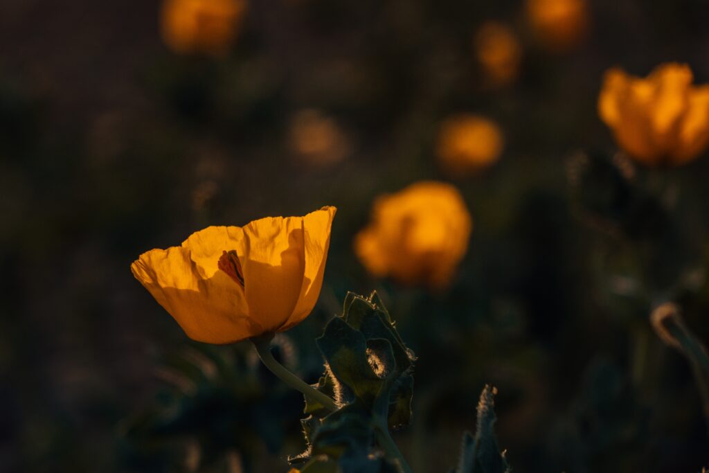 Vibrant Yellow Poppy Close-Up Wallpaper with Blurred Greenery Background