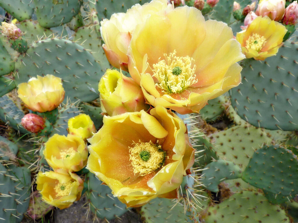 Vibrant Yellow Prickly Pear Cactus Flowers in Bloom - Textured Background Wallpaper
