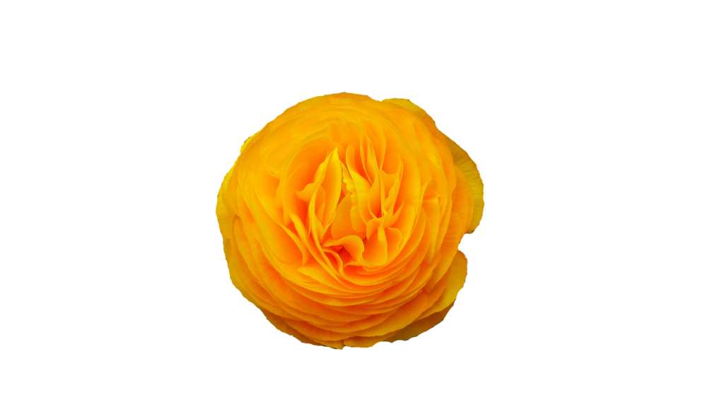 Vibrant Yellow Ranunculus Flower on Bold Black Background - PNG Image Wallpaper