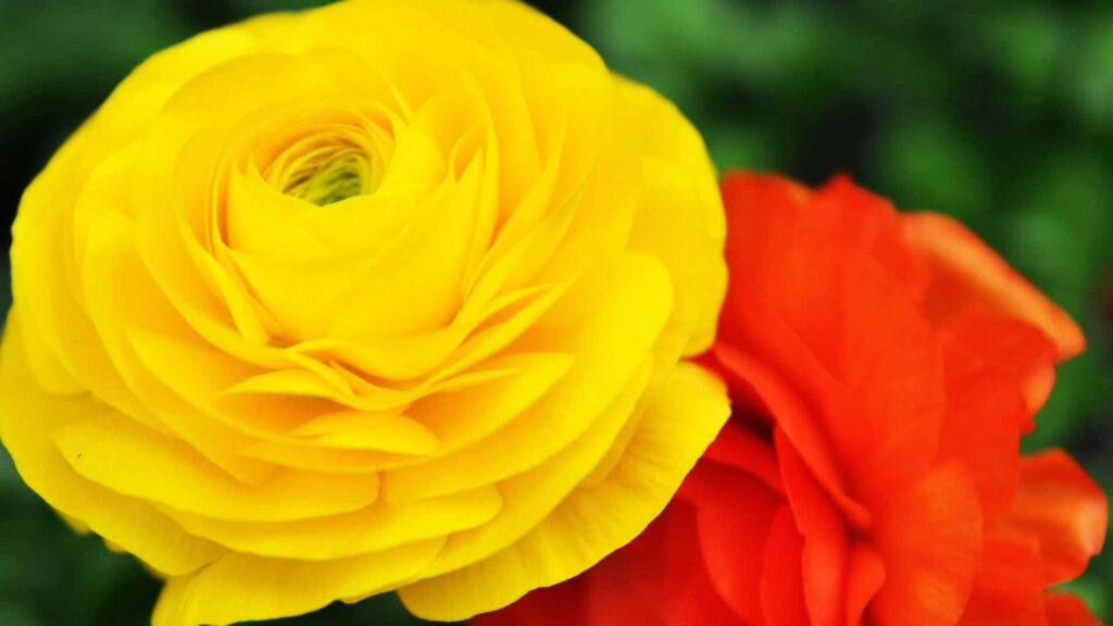 Vibrant Yellow Ranunculus Wallpaper for Natural Elegance