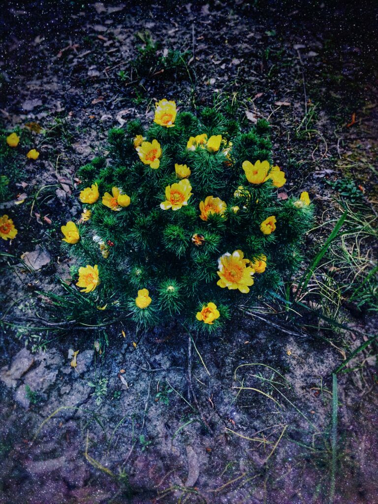 Vibrant Yellow Ranunculus Flowers on Lush Green Background Wallpaper