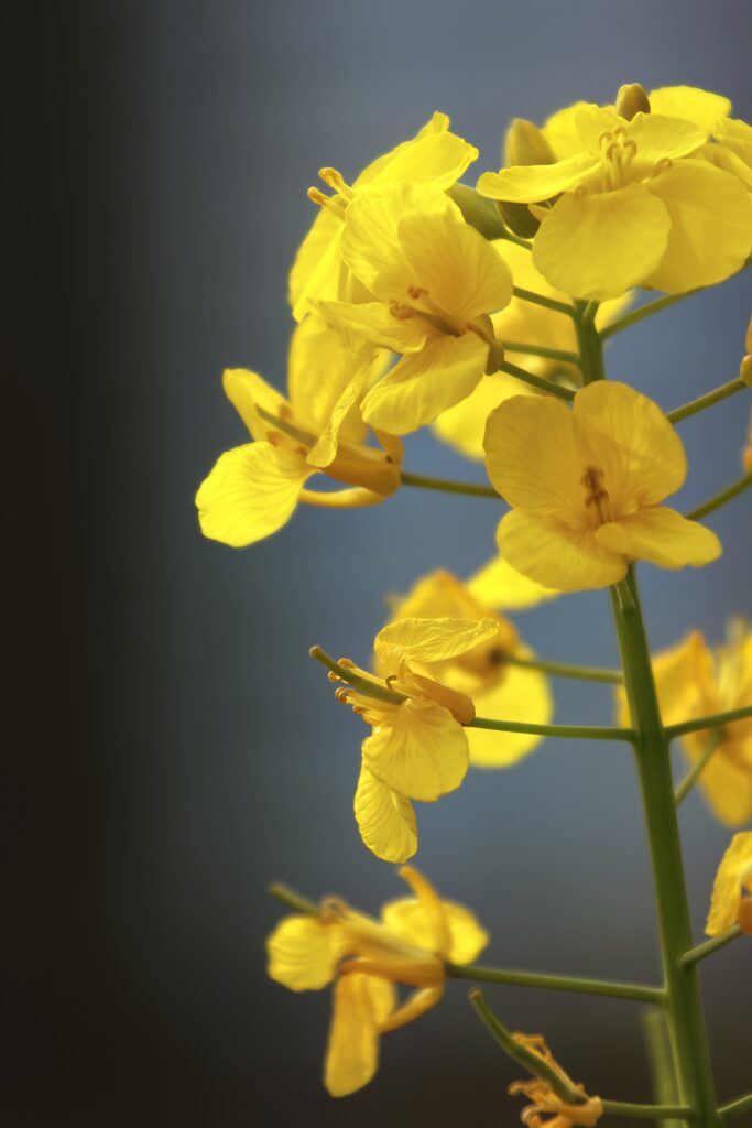 Vibrant Yellow Rapeseed Flowers: Close-Up Wallpaper Background