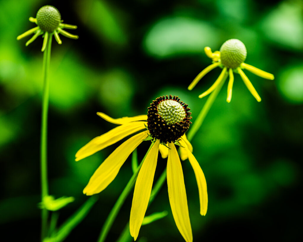 Vibrant Yellow Ratibida Flowers - Soft Blurred Background Wallpaper