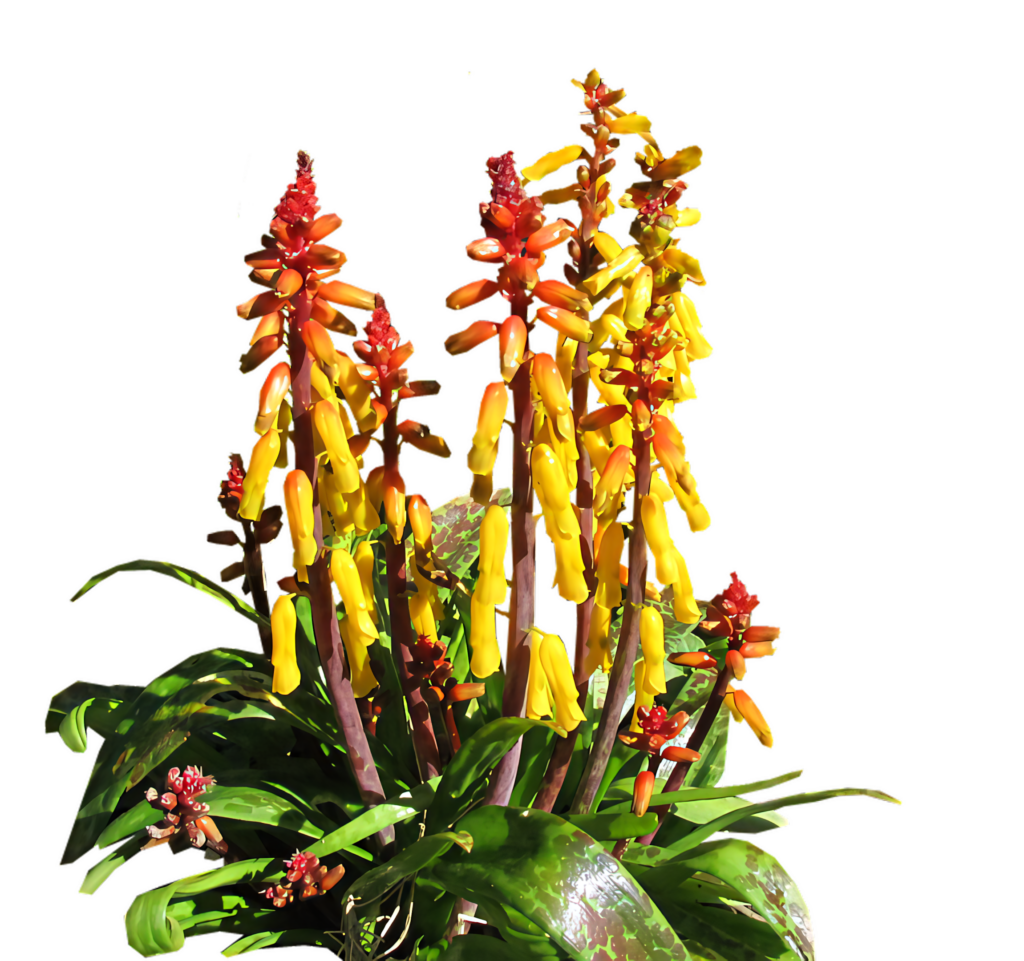 Vibrant Yellow and Red Flower Stalks Wallpaper on Transparent Background