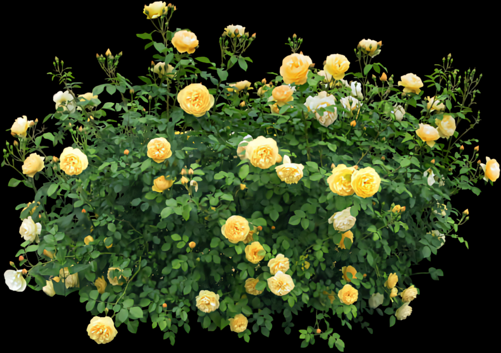Vibrant Yellow Rose Bush on Black Background - Stunning Floral Wallpaper