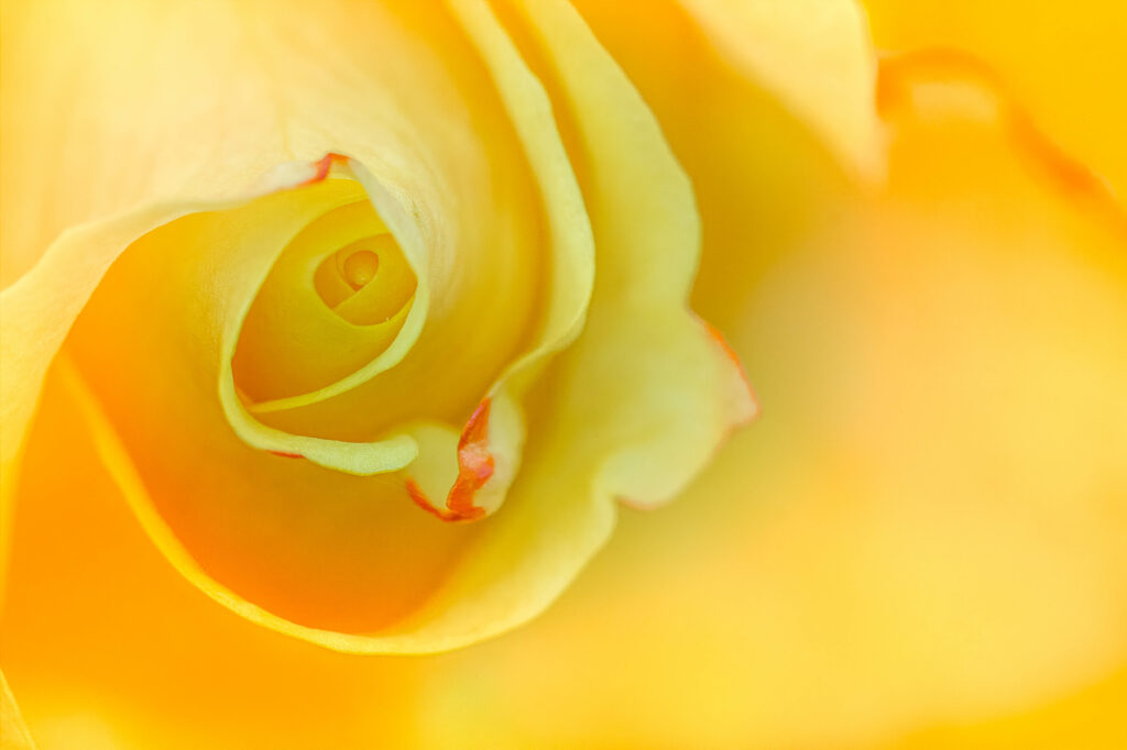 Vibrant Yellow Rose Macro: Intricate Petals & Curves Wallpaper
