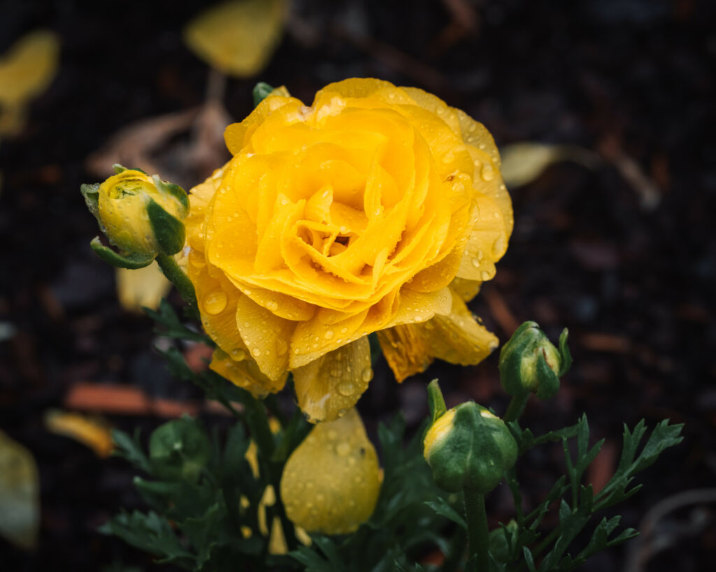 Vibrant Yellow Rose Macro with Water Droplets - Wallpaper Background
