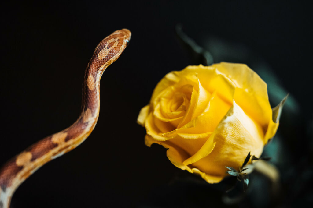 Vibrant Yellow Rose & Snake Wallpaper on Dark Background