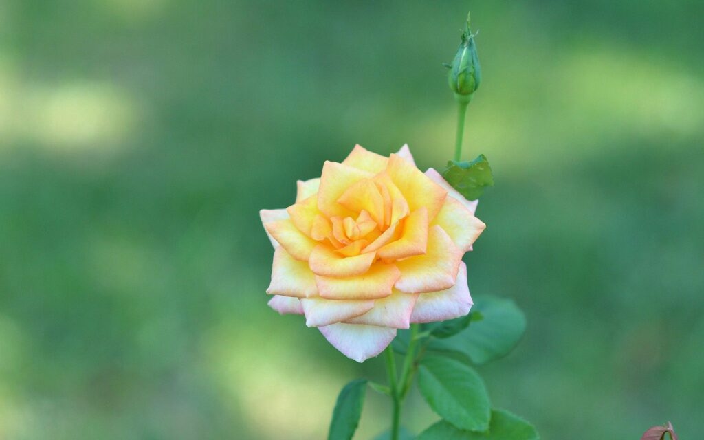 Vibrant Yellow Rose Wallpaper - Soft Green Background 1920x1200