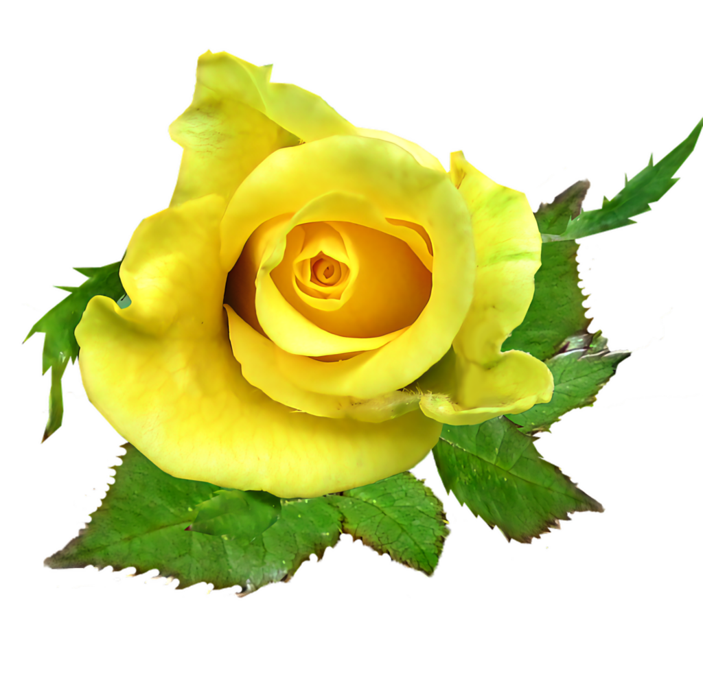 Stunning Yellow Rose Wallpaper: Vibrant Elegance & Lush Green Leaves