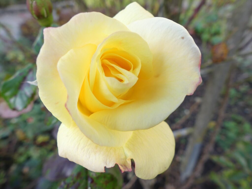 Vibrant Yellow Rose Wallpaper: Delicate Petals & Leafy Background