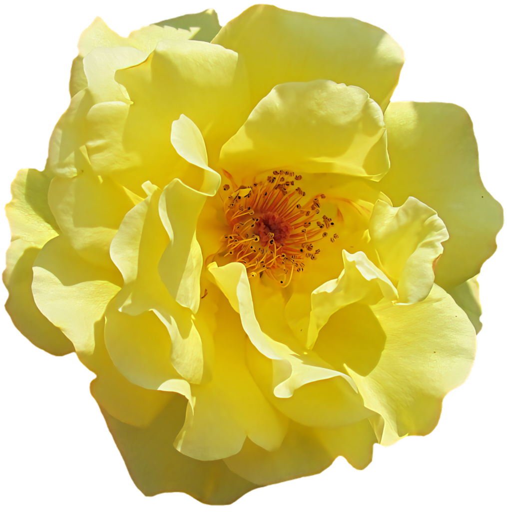 Vibrant Yellow Rose Wallpaper PNG with Transparent Background