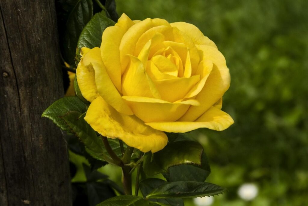 Vibrant Yellow Rose Wallpaper on Textured Wooden Background
