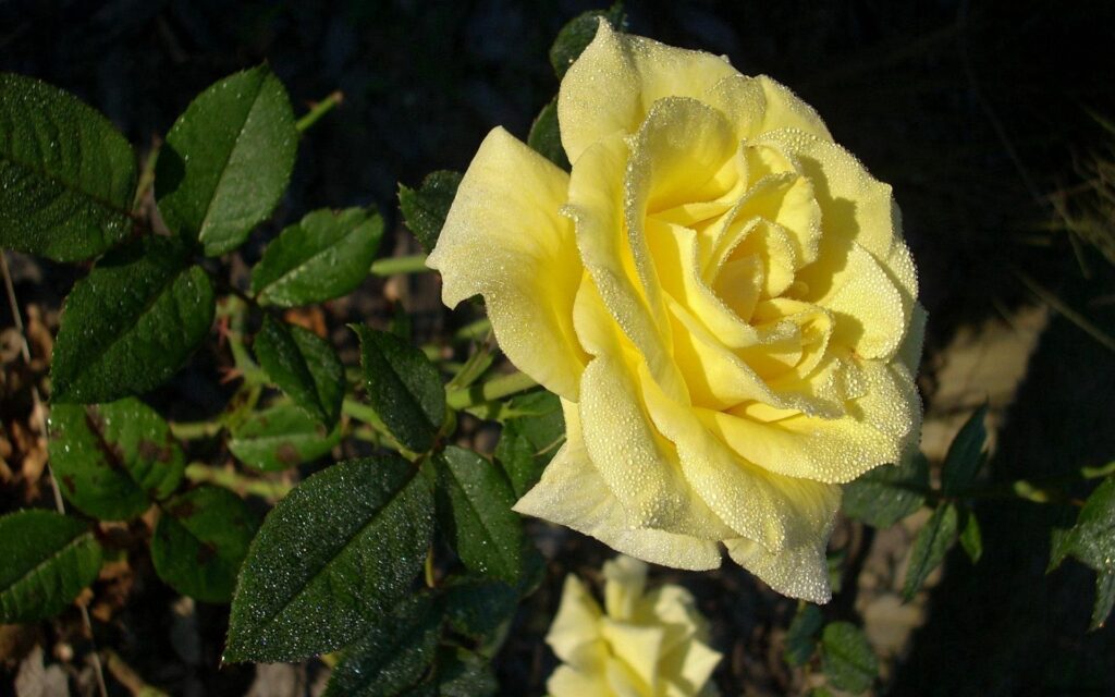 Vibrant Yellow Rose with Dew on Green Background - Morning Garden Image Wallpaper
