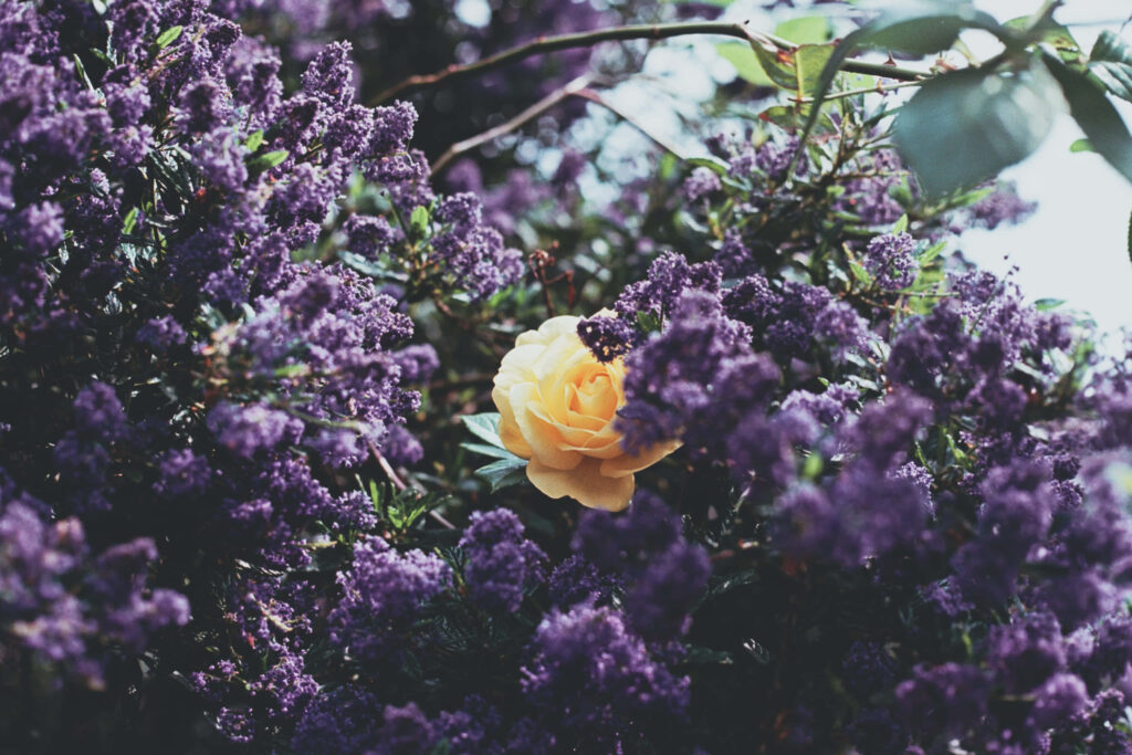 Vibrant Yellow Rose & Deep Purple Lilacs Floral Wallpaper Background