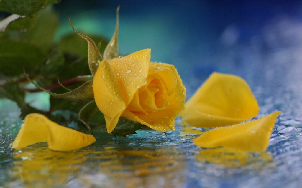 Vibrant Yellow Rose with Water Droplets – Serene Wallpaper Background