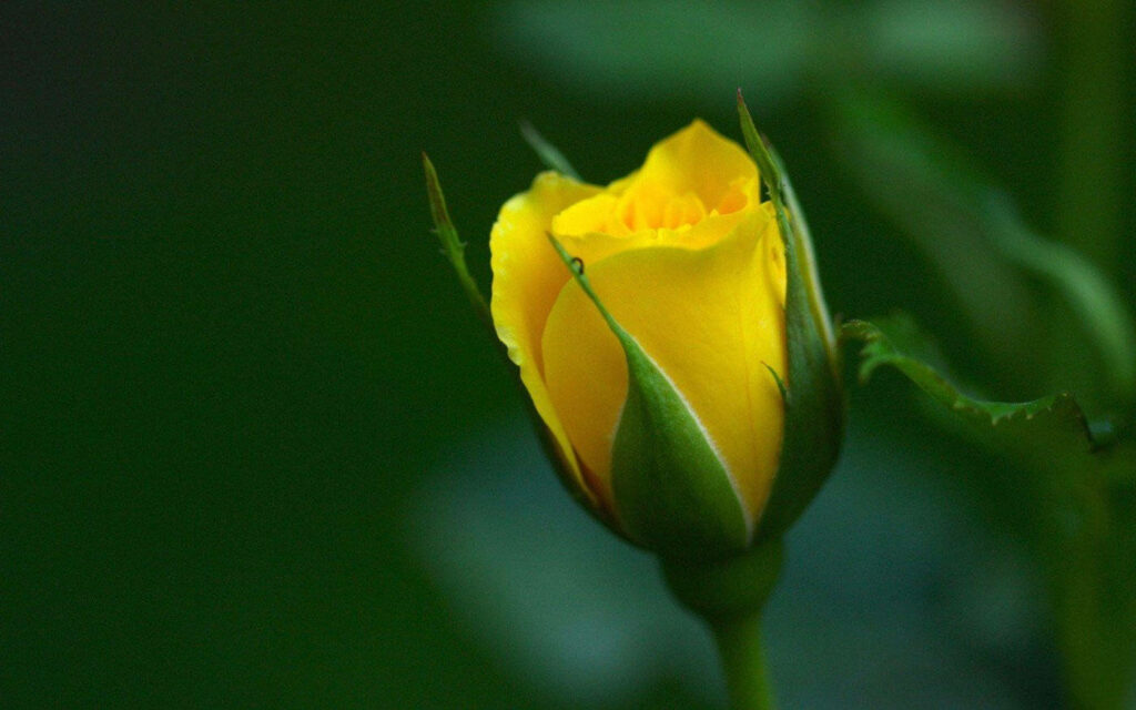 Vibrant Yellow Rosebud Against Soft Green Background: Delicate Beauty Wallpaper
