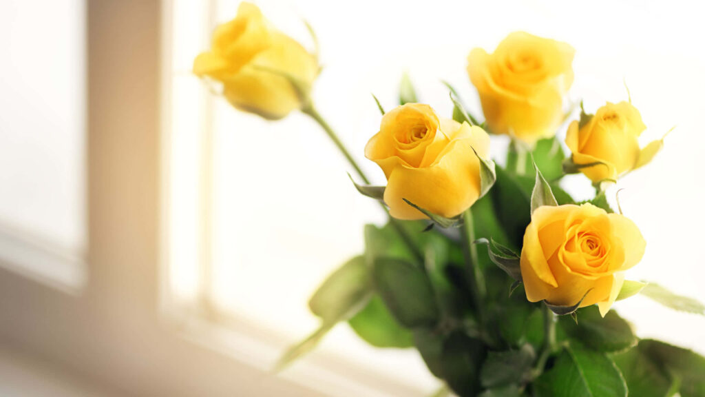 Vibrant Yellow Roses Desktop Wallpaper: Serene Window Aesthetic