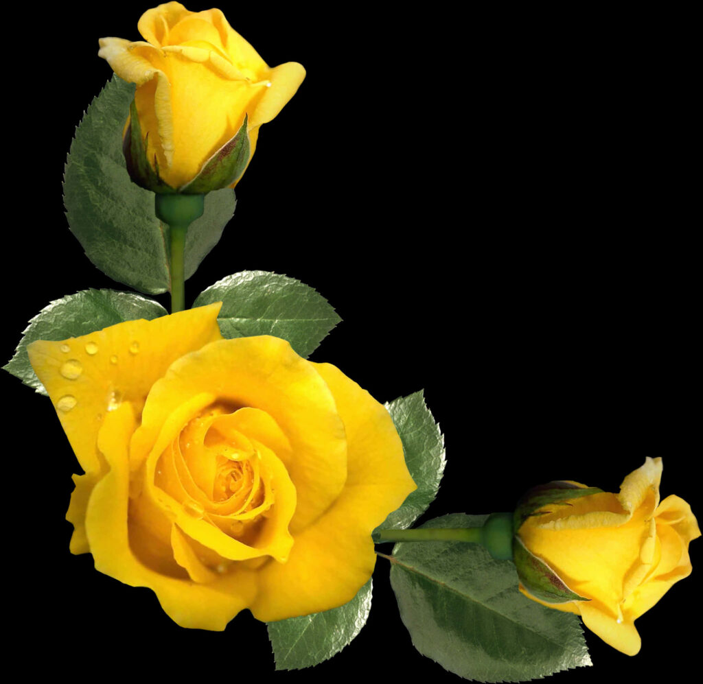 Vibrant Yellow Roses Floral Arrangement on Transparent Background Wallpaper