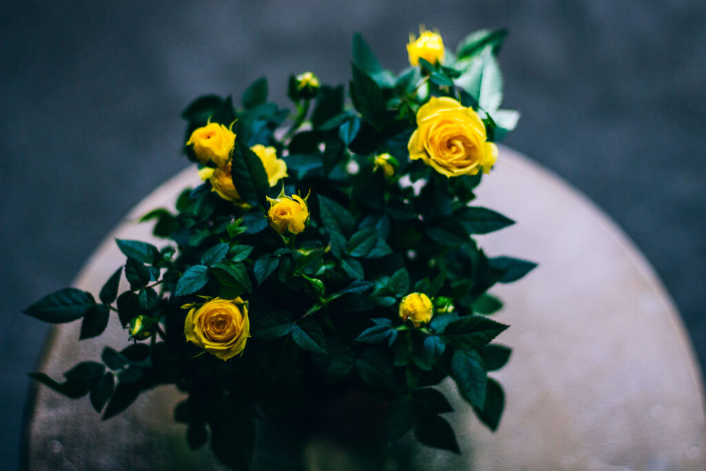 Vibrant Yellow Roses Bouquet Wallpaper - Nature's Beauty Background