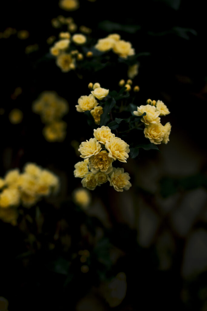 Vibrant Yellow Roses Wallpaper with Soft Blurred Background