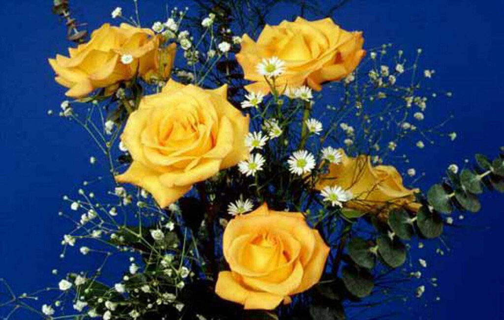 Vibrant Yellow Roses on Bold Blue Background - Floral Wallpaper