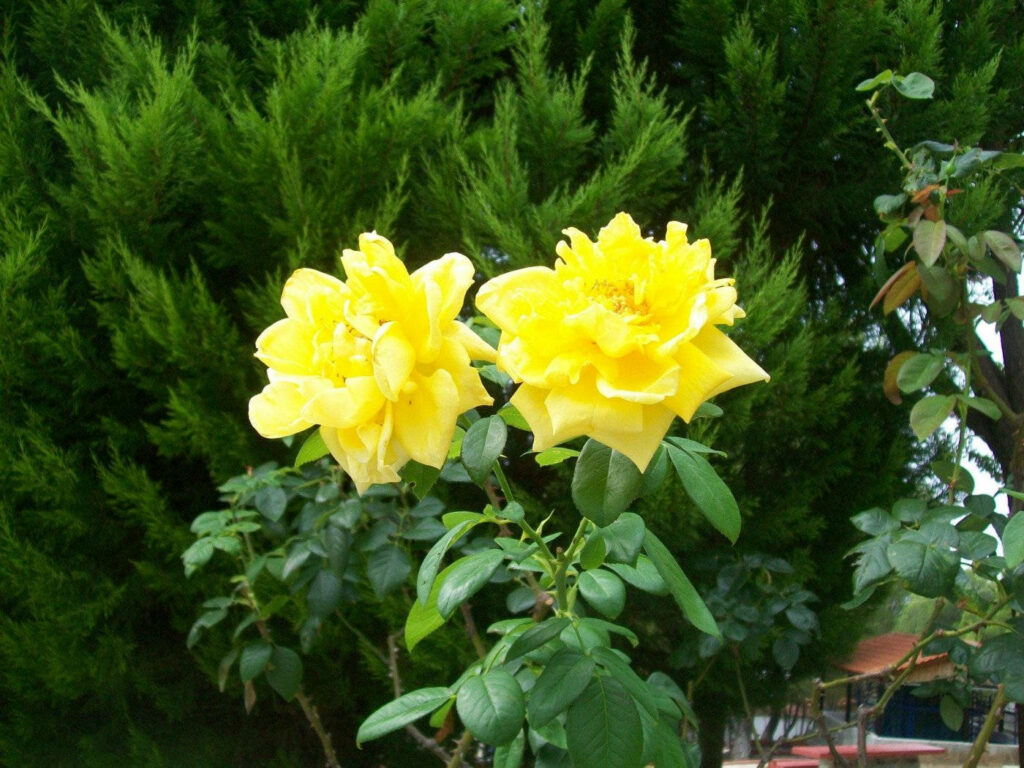 Vibrant Yellow Roses Wallpaper with Lush Green Foliage Background