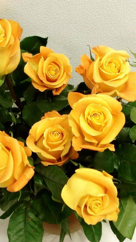 Vibrant Yellow Roses in Bloom Against Lush Green Leaves Background Wallpaper