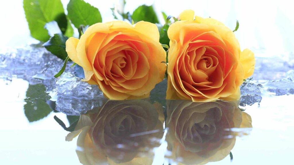 Vibrant Yellow Roses on Ice and Water - Serene 1920x1080 Wallpaper