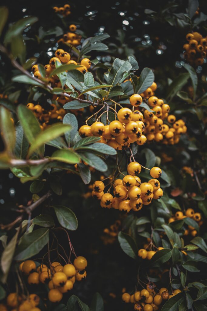 Vibrant Yellow Rowan Berries with Green Leaves - Stunning Wallpaper