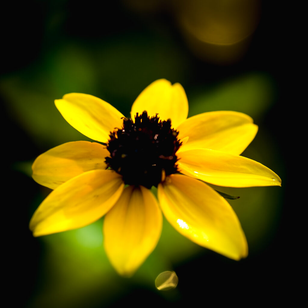 Vibrant Yellow Rudbeckia Close-up: Stunning Wallpaper Background