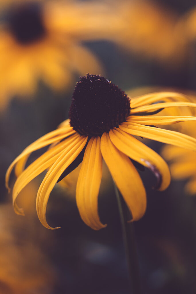 Vibrant Yellow Rudbeckia Flower Close-Up with Blurred Background Wallpaper