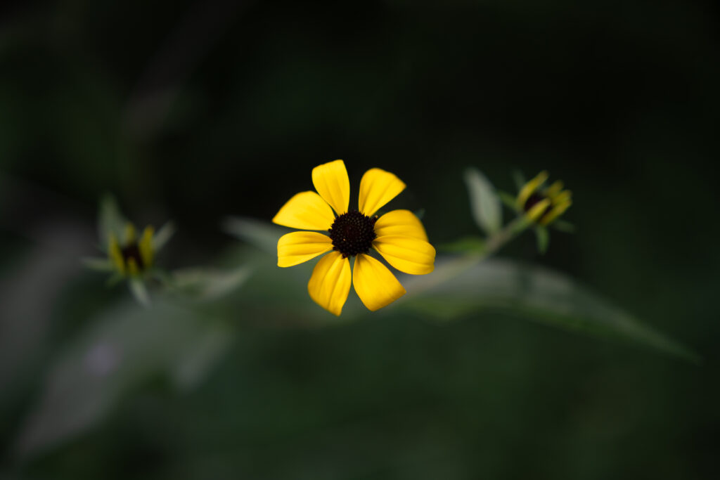 Vibrant Yellow Rudbeckia Flower Wallpaper with Blurred Green Background