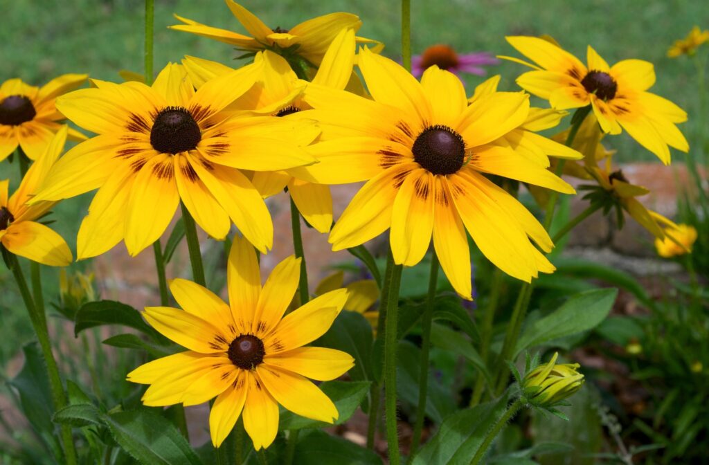 Cheerful Yellow Rudbeckia Flowerbed Wallpaper for a Lively Desktop