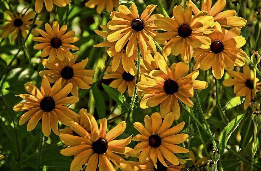 Vibrant Yellow Rudbeckia Flowerbed Wallpaper with Blurring Effect