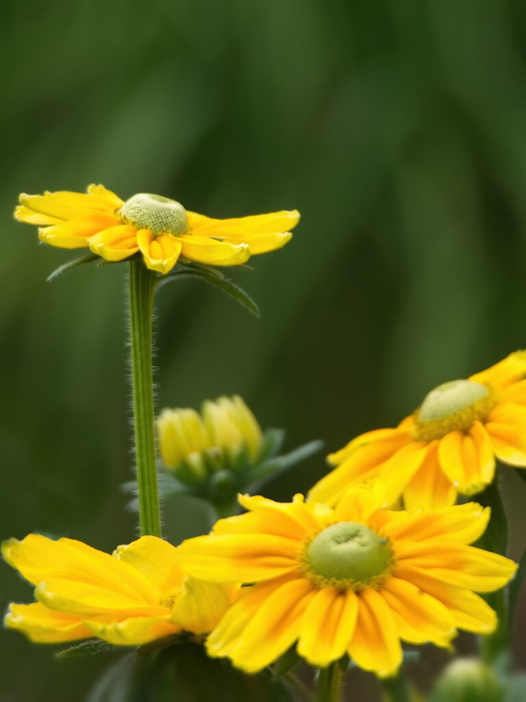 Vibrant Yellow Rudbeckia Flowers Wallpaper: Close-Up Beauty & Nature