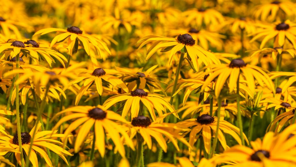 Vibrant Yellow Rudbeckia Flowers Wallpaper - Elegant Floral Background