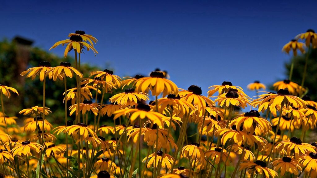 Vibrant Yellow Rudbeckia Flowers Wallpaper - Sunny Nature Background