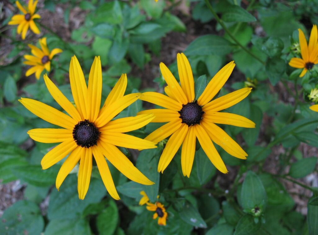 Vibrant Yellow Rudbeckia Flowers in Bloom - Lush Green Background Wallpaper