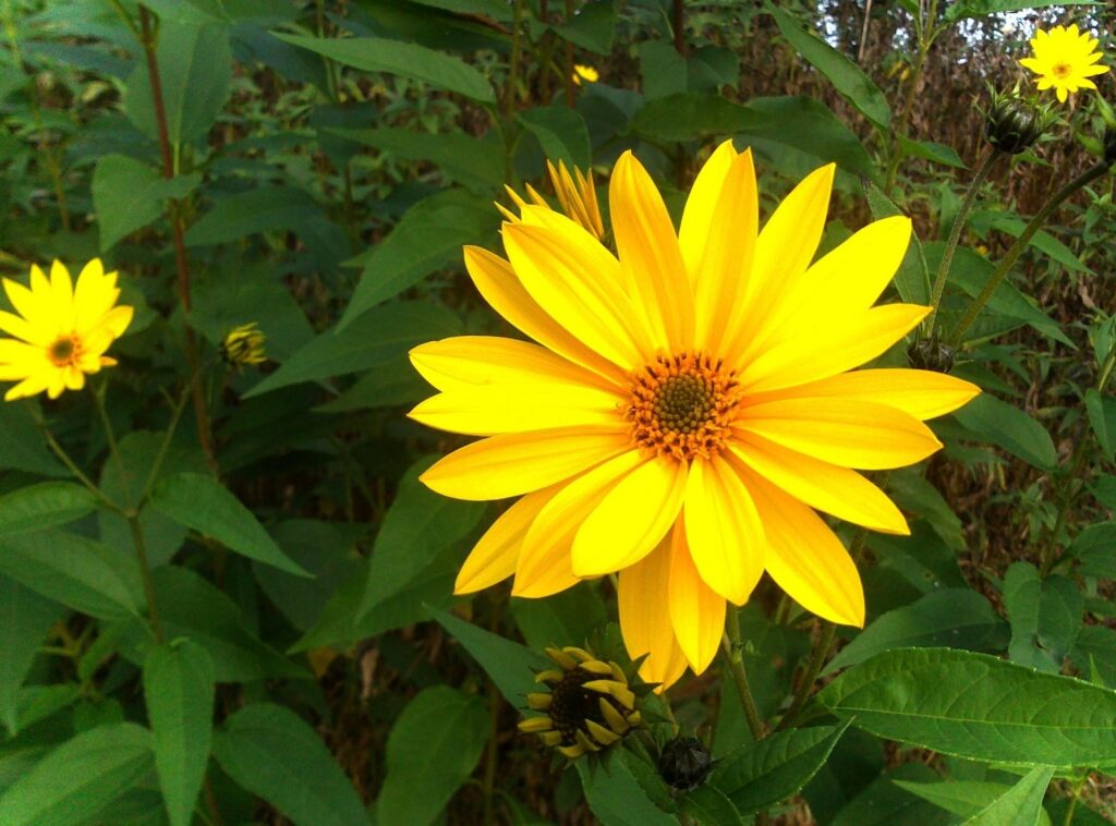 Vibrant Yellow Rudbeckia Flowers on Lush Green Background Wallpaper