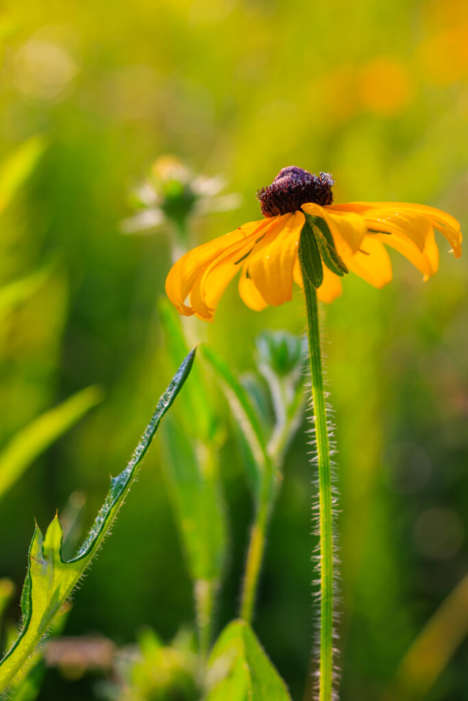 Stunning Yellow Rudbeckia Flower Macro: Serene Wallpaper Background