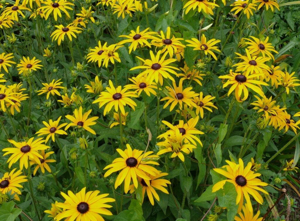 Vibrant Yellow Rudbeckia Flowers in a Lush Summer Garden Background Wallpaper